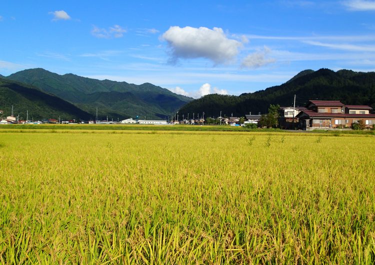 Ricefield in Autumn
