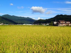 Ricefield in Autumn